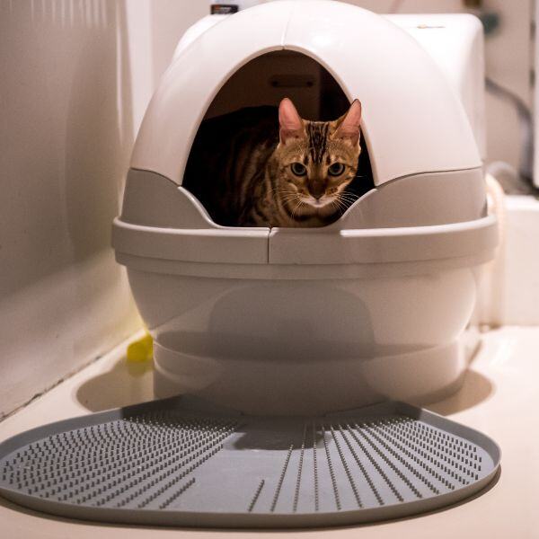 How to Choose the Best Litter Box for Your Cat Preventive Vet